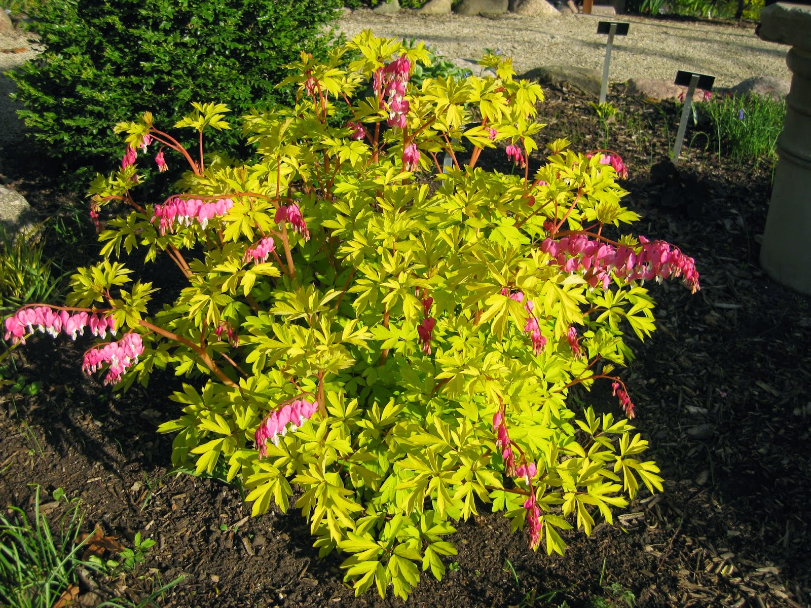 Dicentra spectabilis 'Gold Heart'